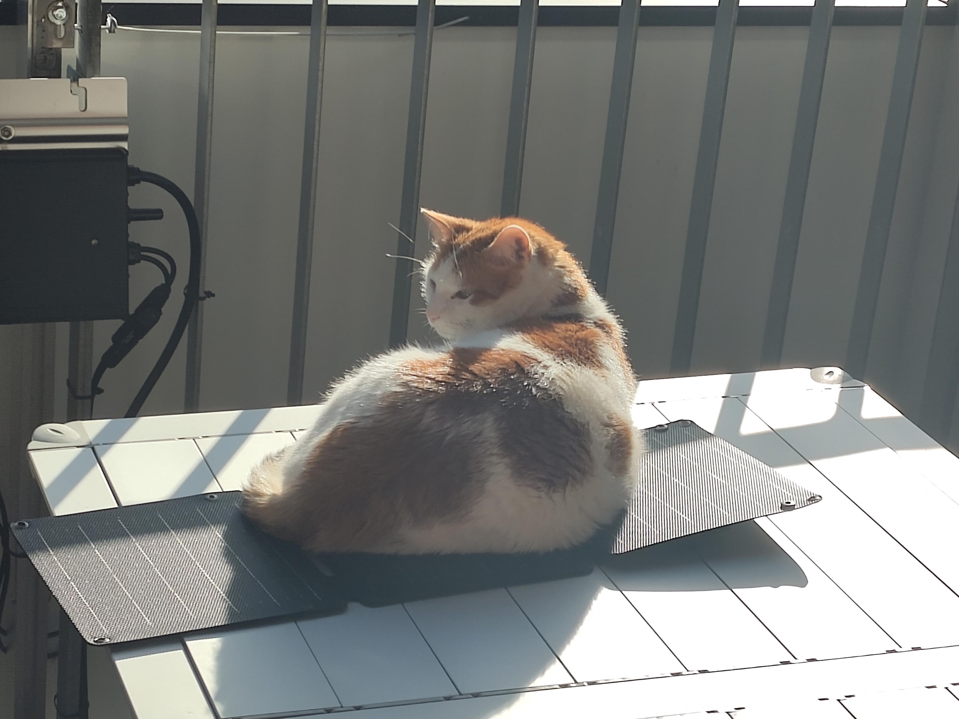 Rot-weißer Kater in der Sonne auf einem aufgeklappten Solarpaneel, welches auf einem Campingtisch aus Aluminium liegt. Im Hintergrund sieht man ein Balkongeländer und einen Wechselrichter.