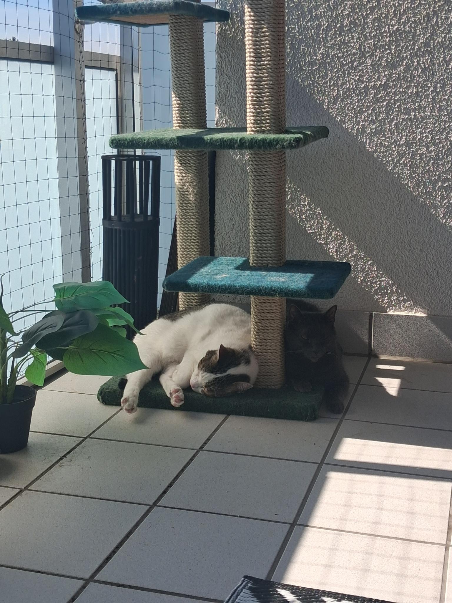Brunom ein weiß-tiger gefleckter spanischer Straßenkater und Schönling Rudi mit dunkelgrau-getigertem Fell  liegen im Schatten unter einem Kratzbaum auf dem Balkon.