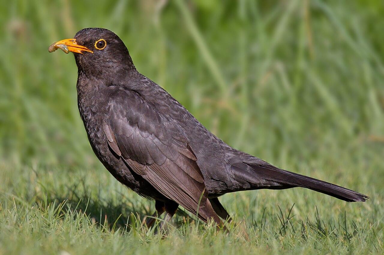 1280px-Common_Blackbird.jpg
