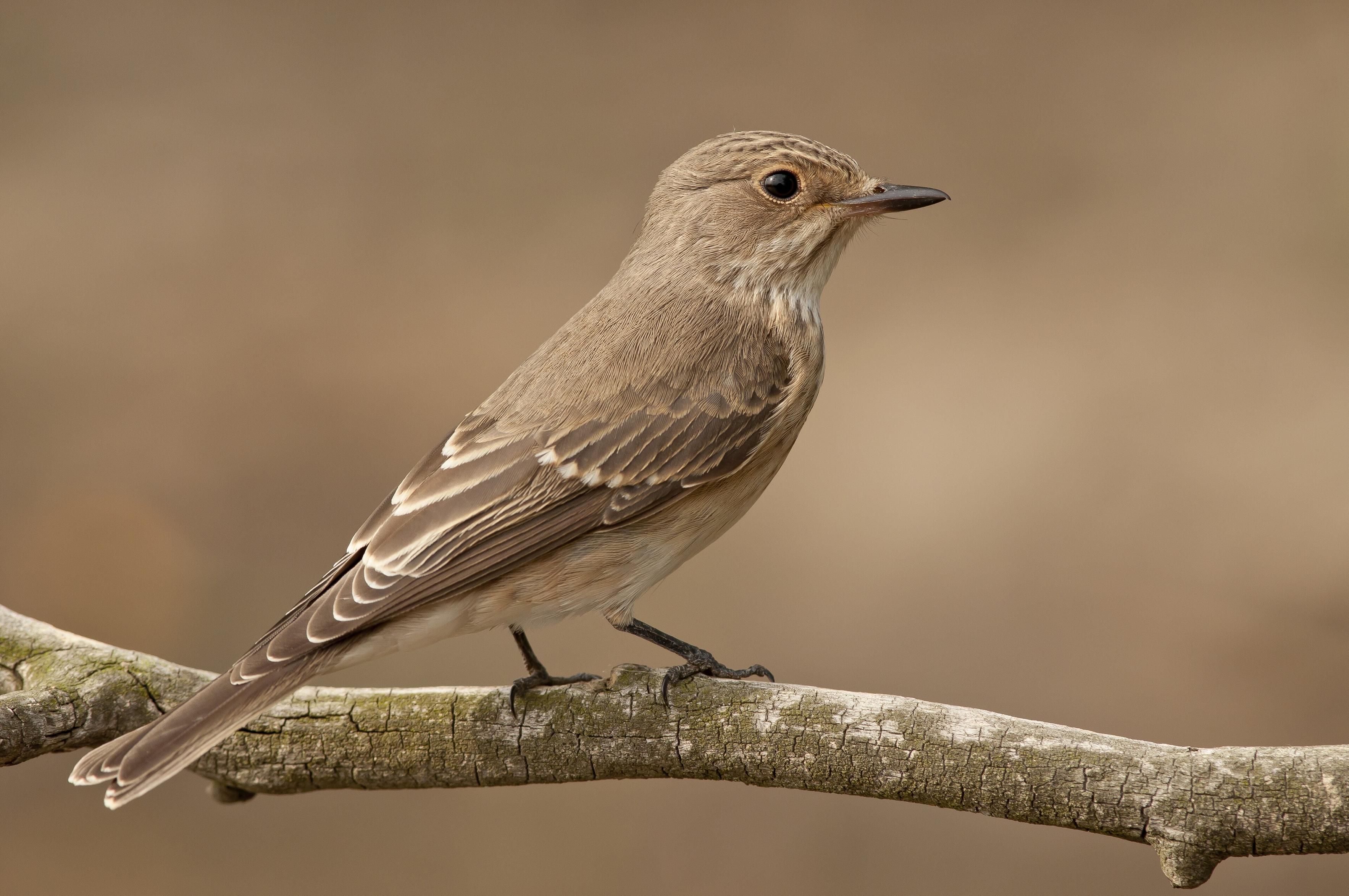 3840px-Muscicapa_striata_%D0%BC%D1%83%D1%85%D0%BE%D0%BB%D0%BE%D0%B2%D0%BA%D0%B0_%D1%81%D1%96%D1%80%D0%B0.jpg