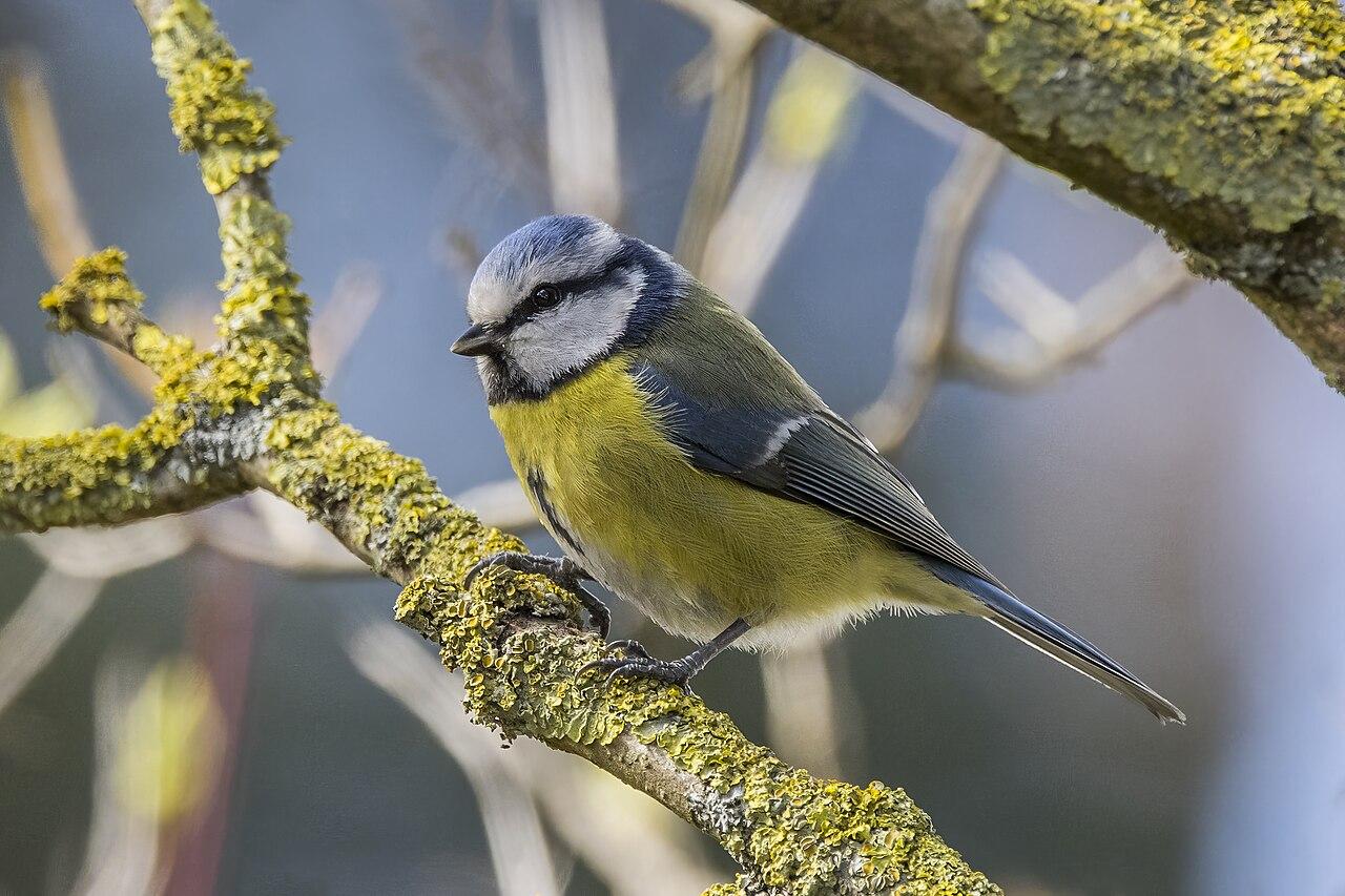 1280px-Eurasian_blue_tit_%28Cyanistes_caeruleus_caeruleus%29_Biebrzanski.jpg