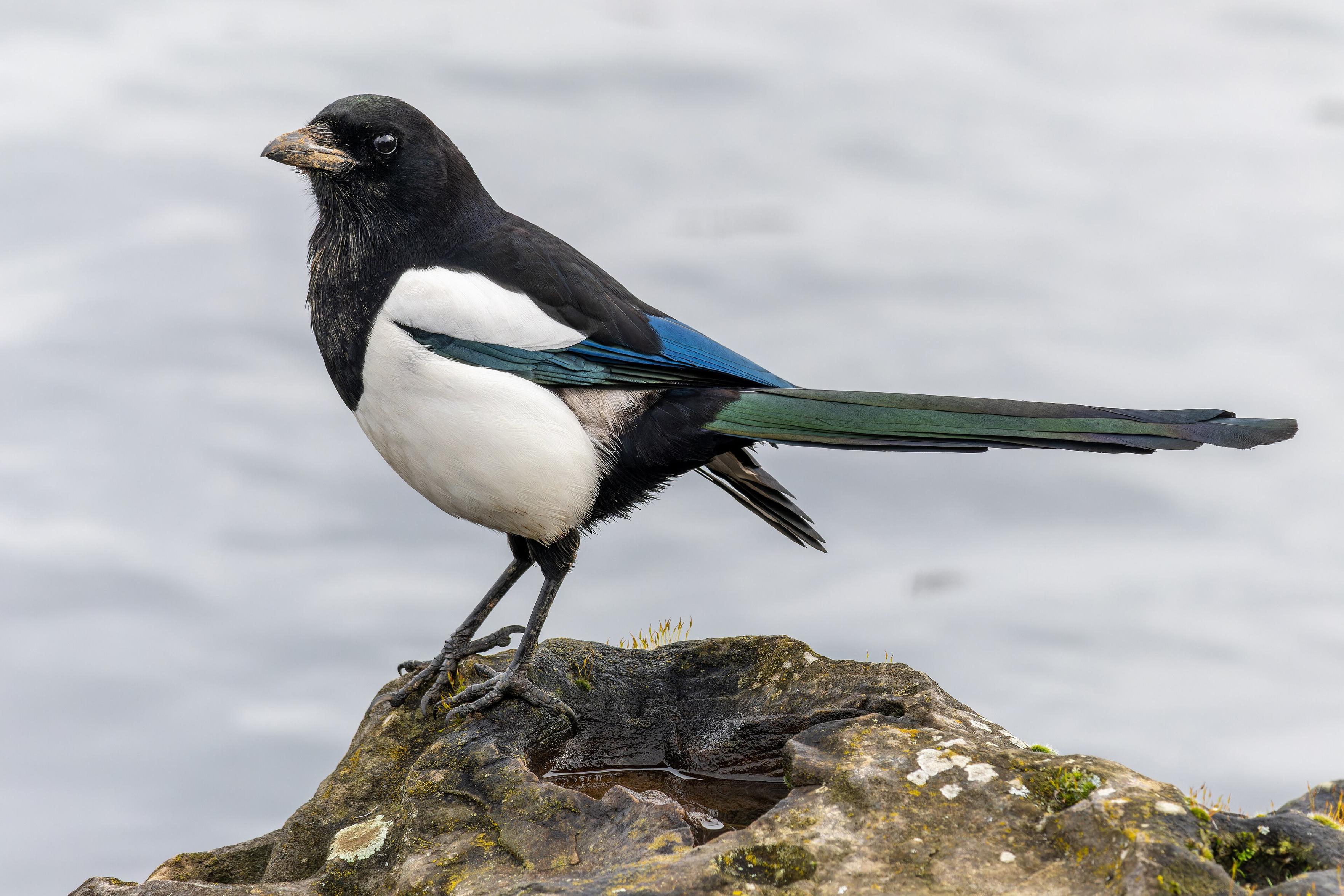 3840px-Eurasian_magpie_2024_03_03_02.jpg