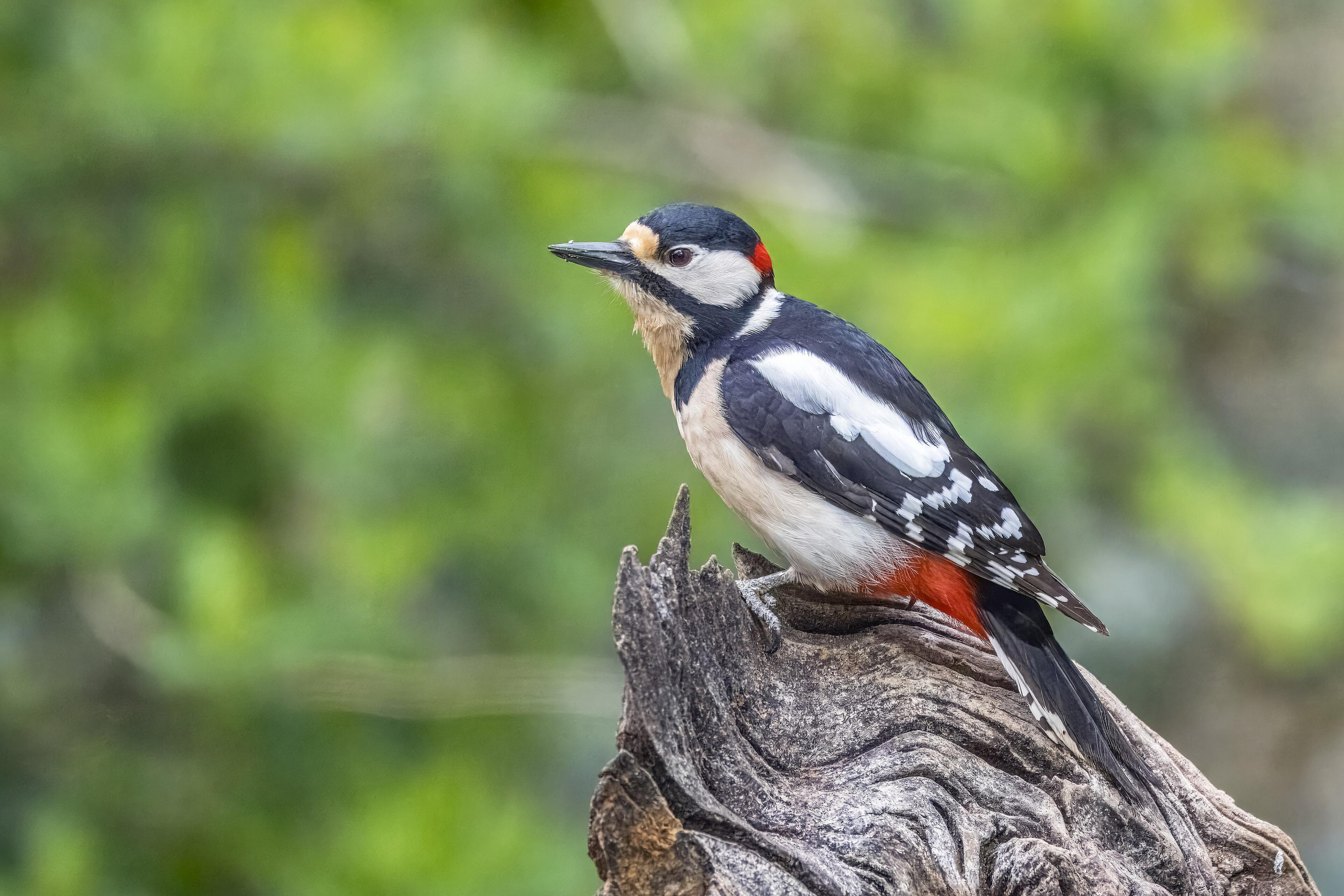3840px-Great_spotted_woodpecker_%28Dendrocopos_major%29_male_Drenthe.jpg