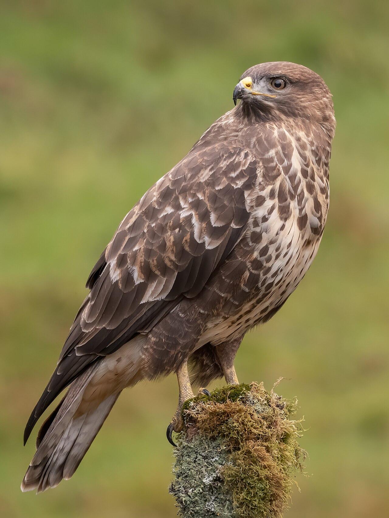 1280px-Common_Buzzard_by_caroline_legg_%28cropped%29.jpg