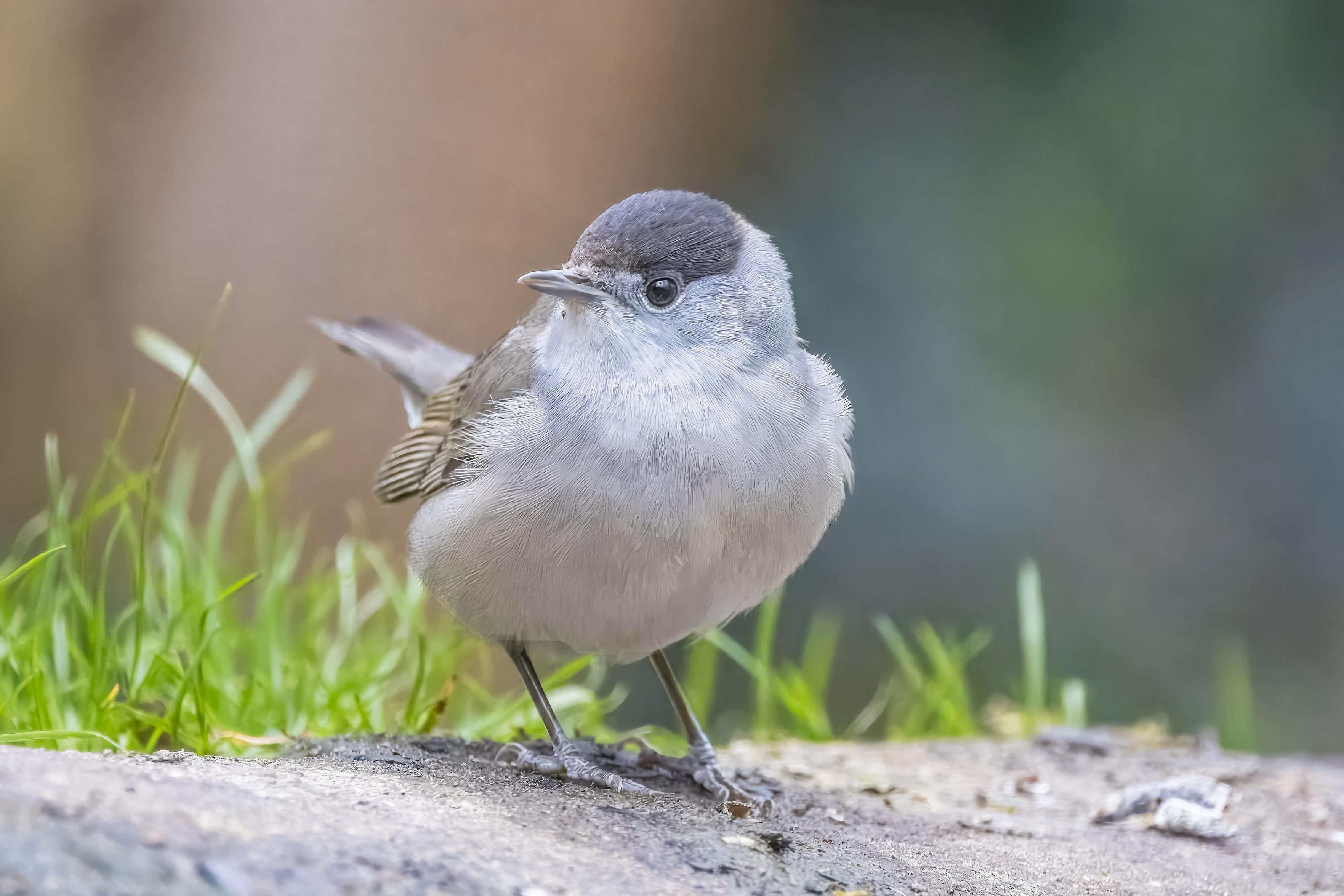 3840px-Eurasian_blackcap_%28Sylvia_atricapilla%29_male_Drenthe.jpg